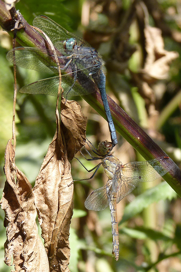 Orthetrum coerulescens - tandem anomalo da confermare